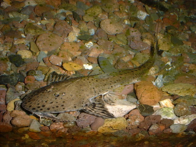 Pseudohemiodon lamina 