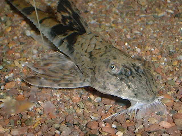 Loricaria cf. simillima 