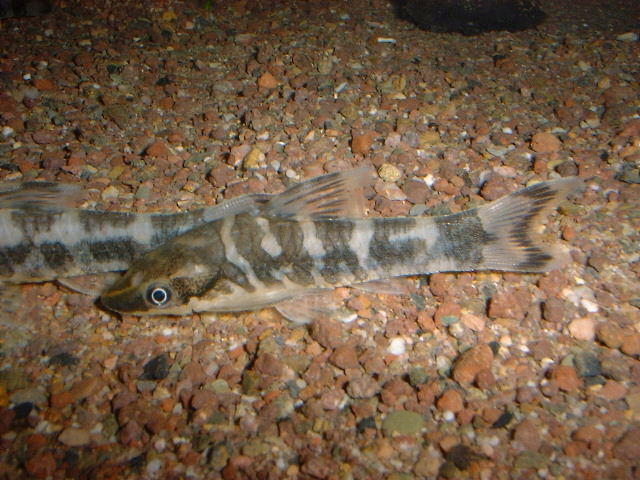 Otocinclus sp. Zebra