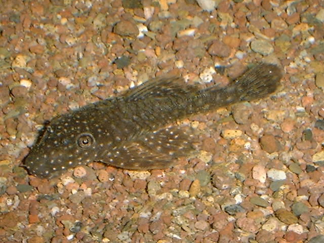 Ancistrus sp. Spotted Peru