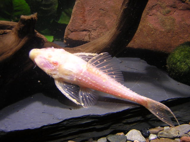 Acanthicus adonis ALBINO