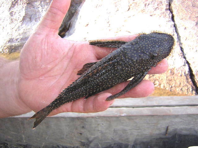 Dekeyseria scaphirhyncha Male