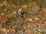 Ancistrus sp.
