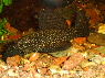 Ancistrus tamboensis