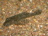 Ancistrus sp. Spotted Peru