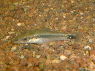 Otocinclus hoppei