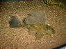 Glyptoperichthys lituratus