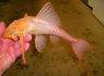 Acanthicus adonis ALBINO