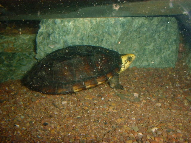 Klappschildkrte Kinosternon 