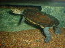 Phrynops geoffroanus
