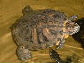 Pseudemys scripta elegans