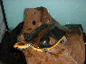 Platemys platicephala