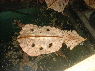 Chelius fimbriatus