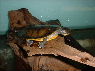 Phrynops raniceps