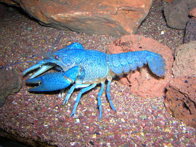 Procambarus alleni