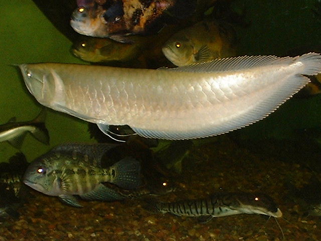Osteoglossum bicirrhosum