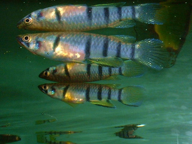 Epiplatys dageti 