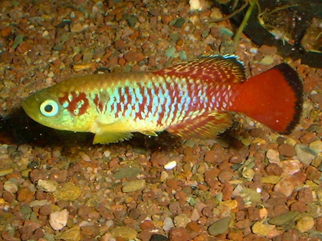 Nothobranchius guentheri RED 