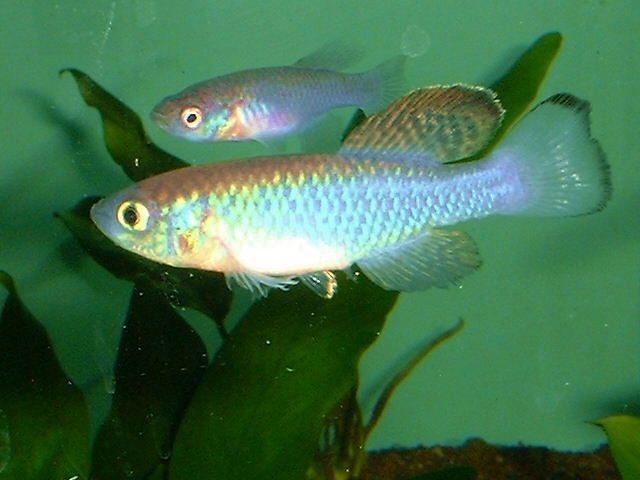 Nothobranchius guentheri BLUE 