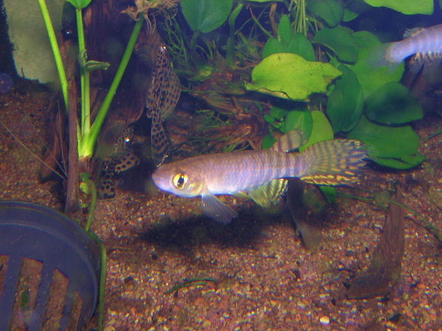 Pterolebias peruensis 