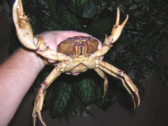Riesen Krabbe Peru 