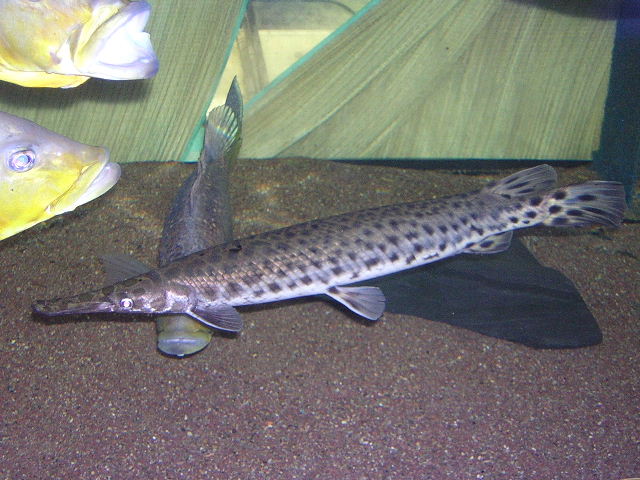 Lepisosteus oculatus 