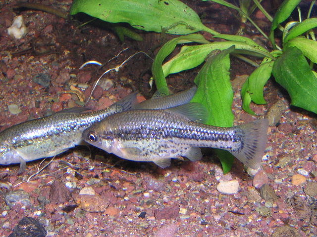 Ameca splendens 