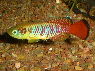 Nothobranchius guentheri RED 