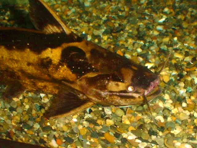 Trachelyopterus sp.