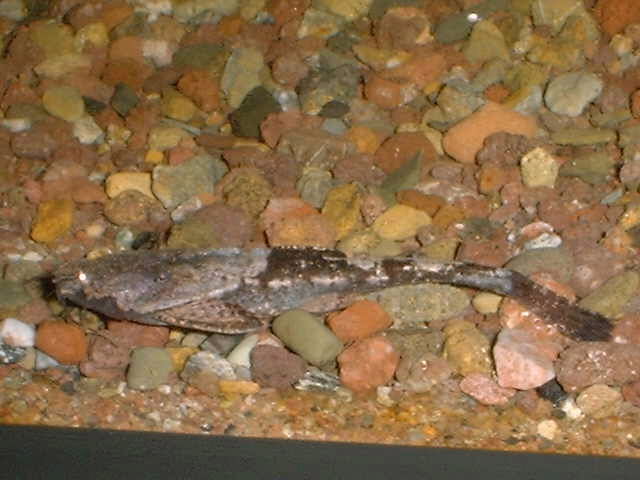 Dysichthys knerii