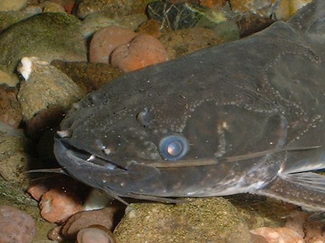 Trachelyopterus sp.