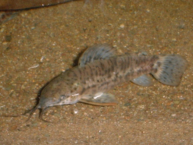 Hoplosternum thoracatum