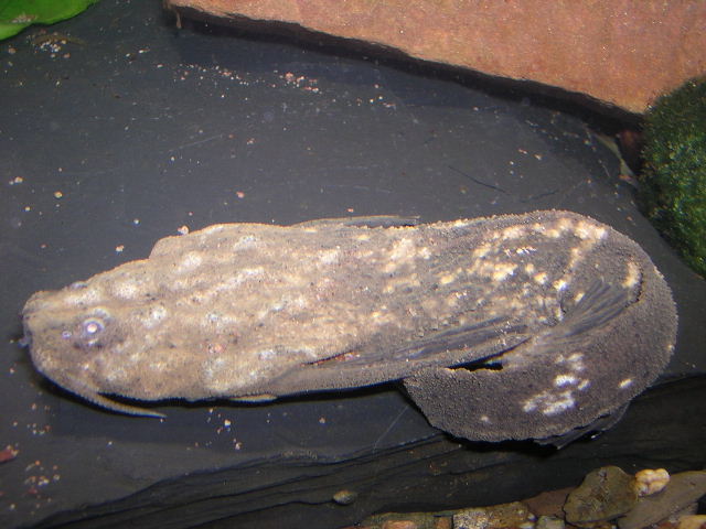 Amaralia hypsiurus 