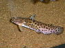 Trachelyopterus sp. „Otorongo“