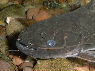 Trachelyopterus sp.