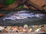 Hemidoras morrisi