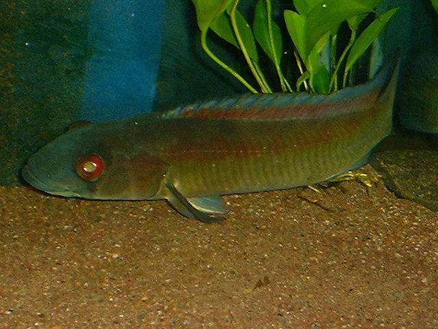 Crenicichla sp. Red Eye