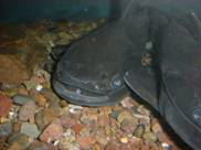 Trachycorystes trachycorystes Black Novia Zapato 