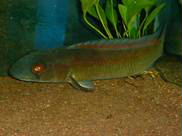 Crenicichla sp. Red Eye
