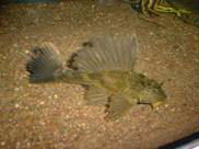Glyptoperichthys lituratus