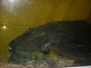Acanthicus adonis 75 cm 