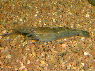 Macrobrachium sp. Peru I