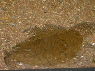 Achirius lineatus