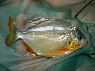 Pygopristis denticulatus RIO ORINICO