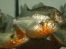 Pygocentrus cariba  