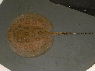 Potamotrygon motoro Longtailed