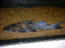 Aguarunichtys torosus