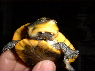 Phrynops raniceps  